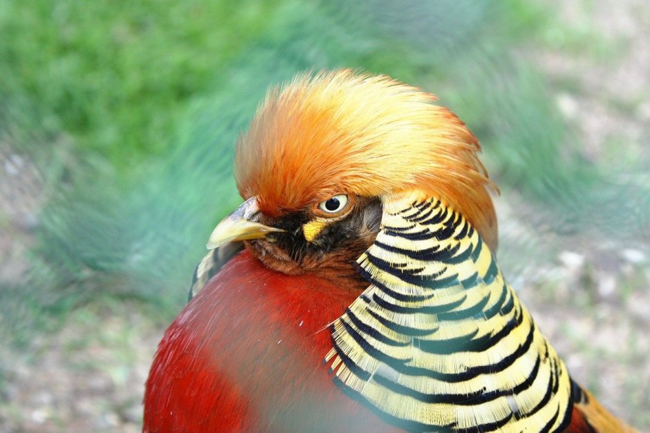 Сборище петухов