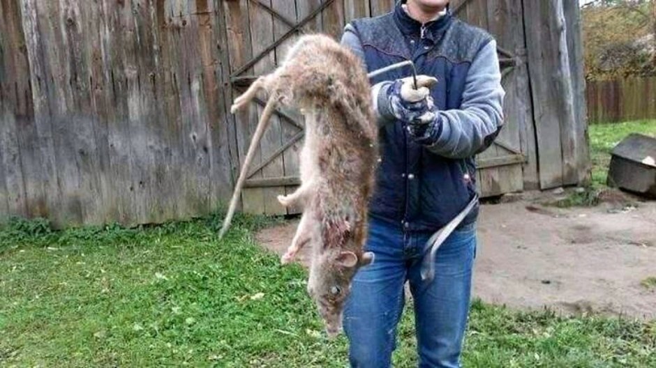 Самая большая крыса на планете