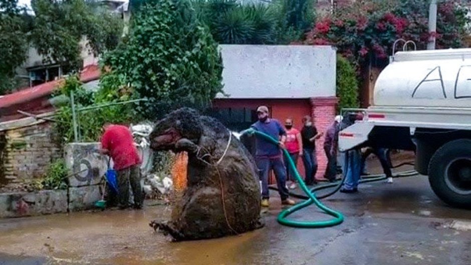 Шерстистая крыса Босави