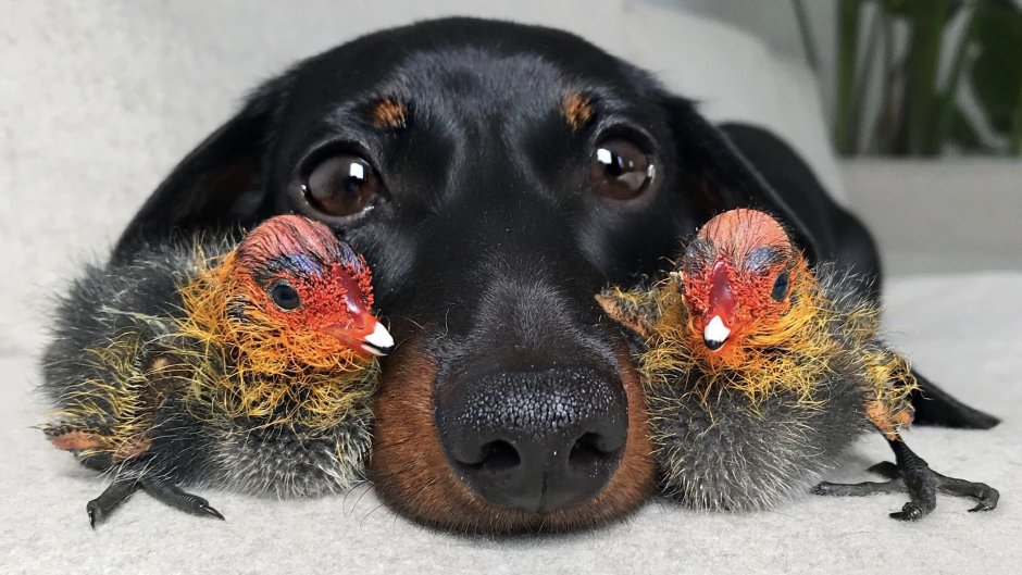 Unlikely animal friends