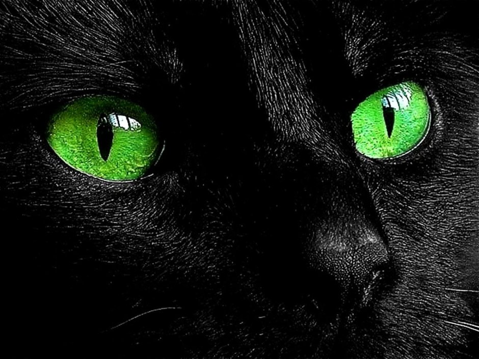 Кошачьи глаза на черном фоне