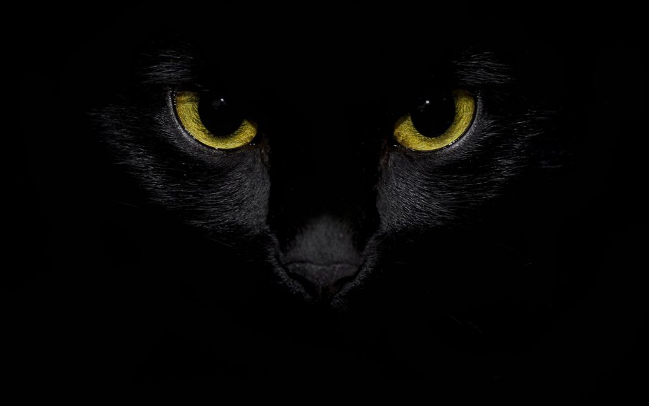 Светящиеся кошки