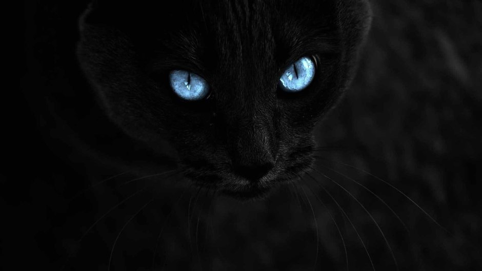 Wallpaper Android Amoled Cat