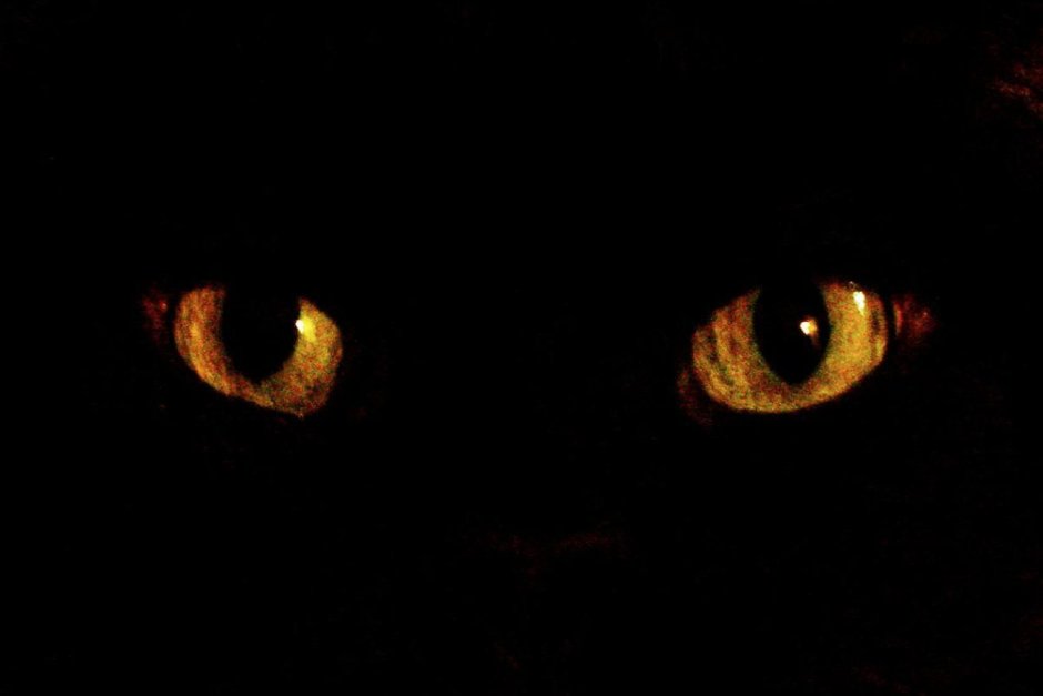 Чёрные коты Эстетика