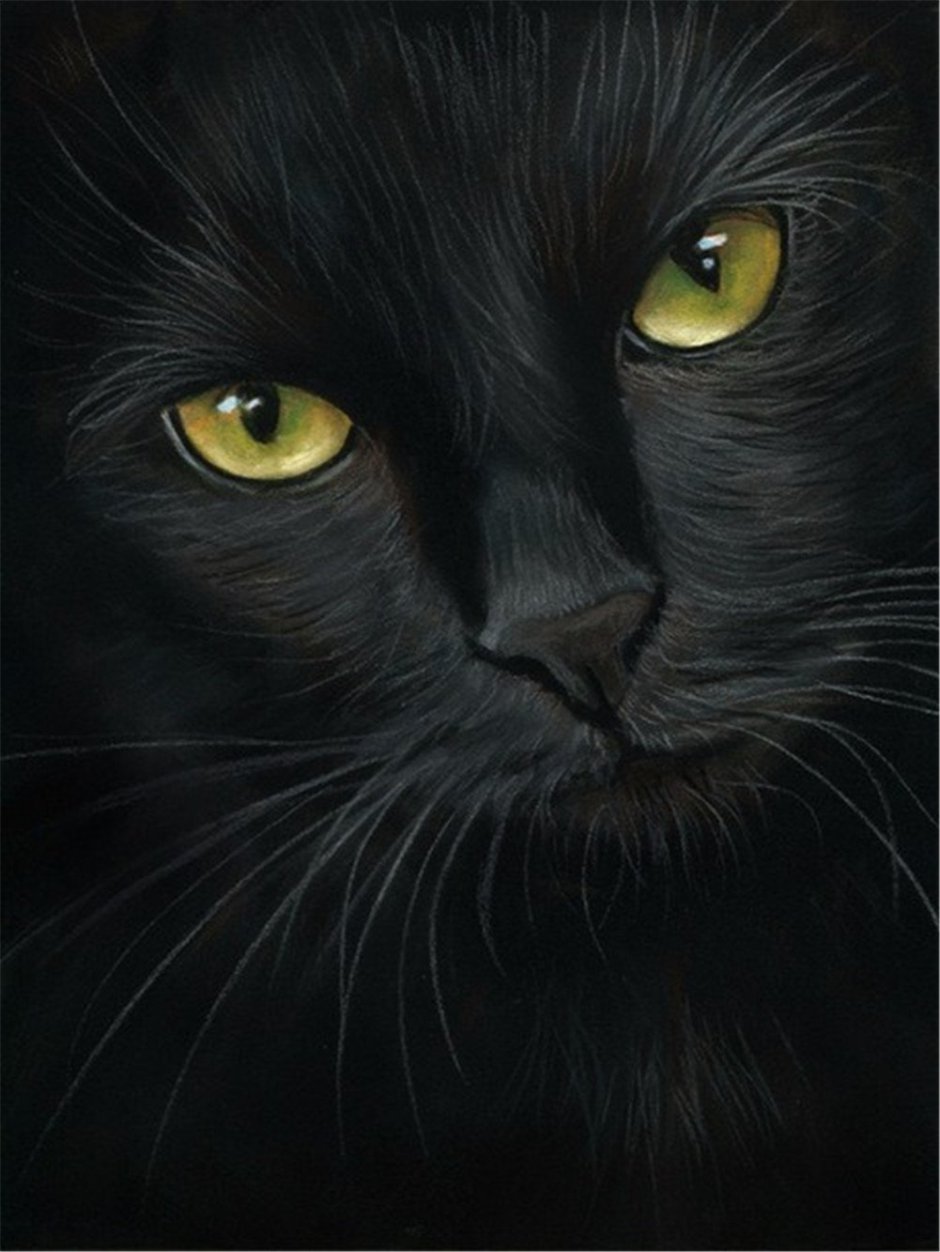Чёрный кот
