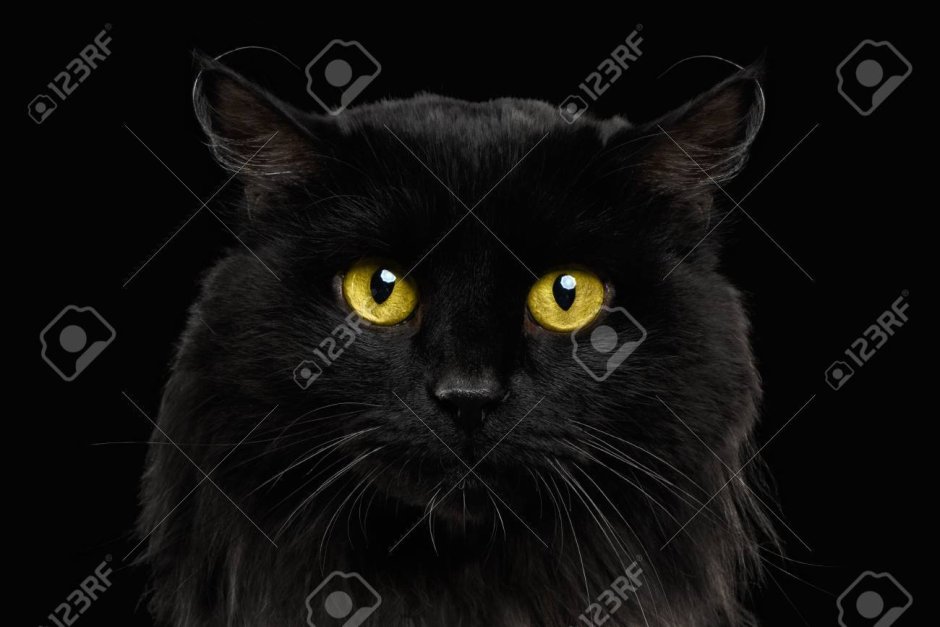 Кошачьи глаза на черном фоне