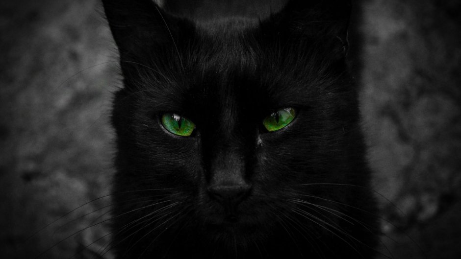 Чёрный кот