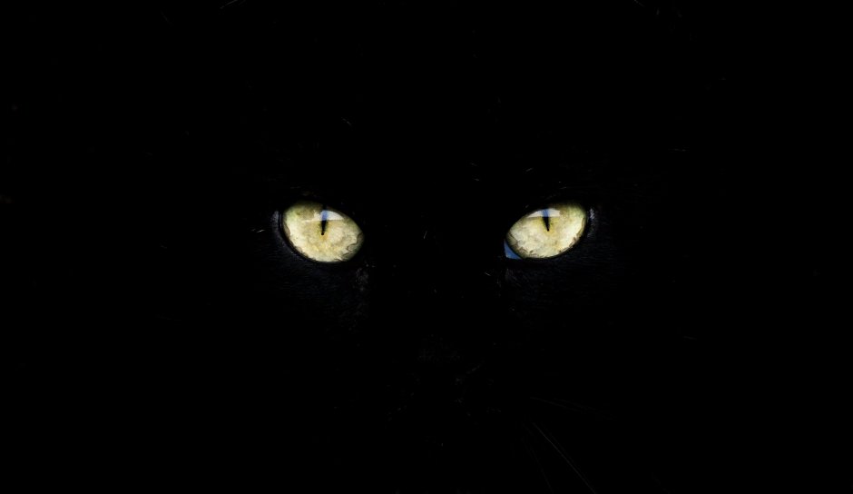 Черная кошка с янтарными глазами