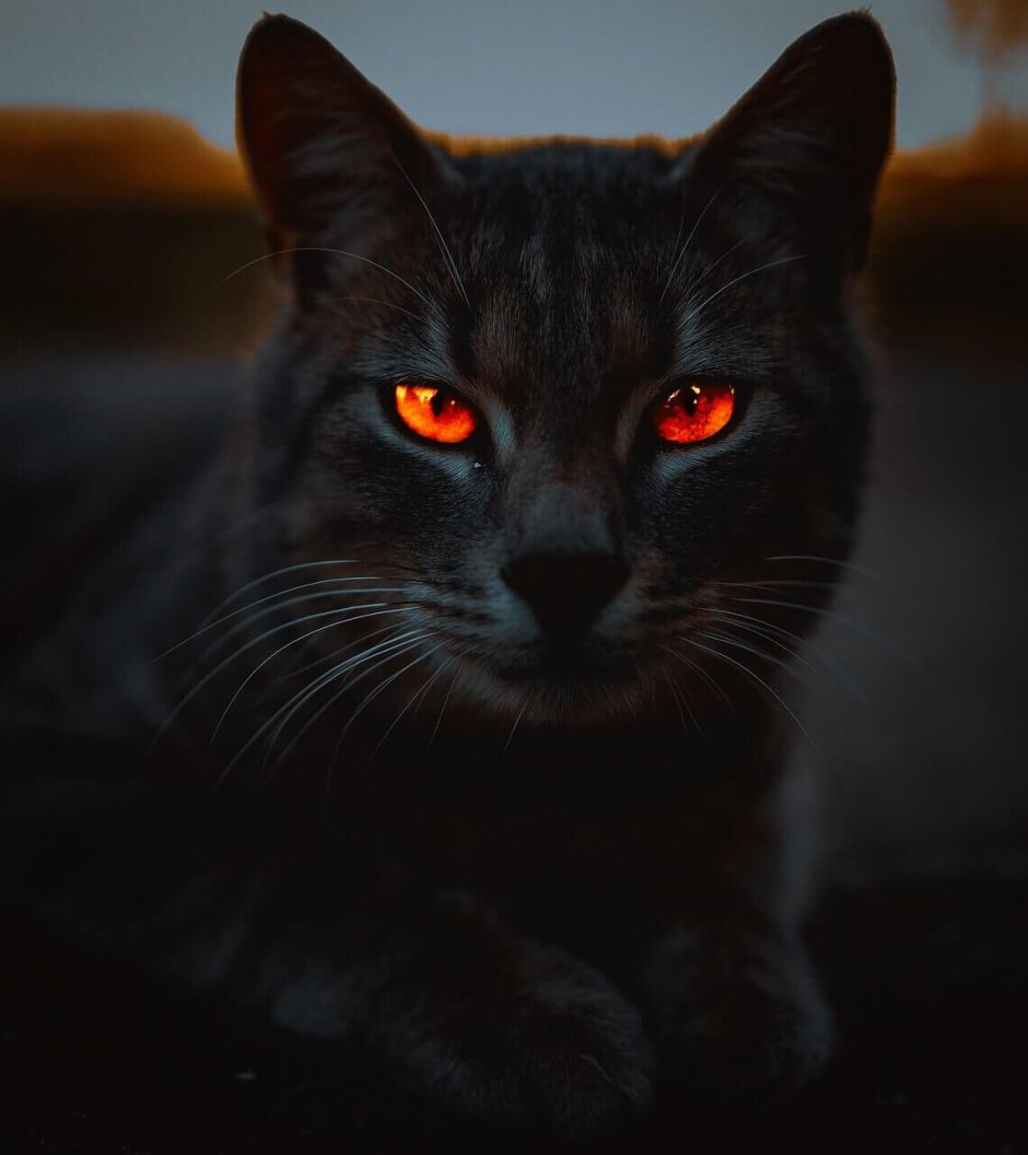 Черная кошка с синими глазами