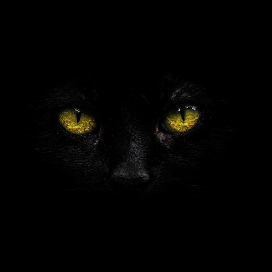 Чёрный кот