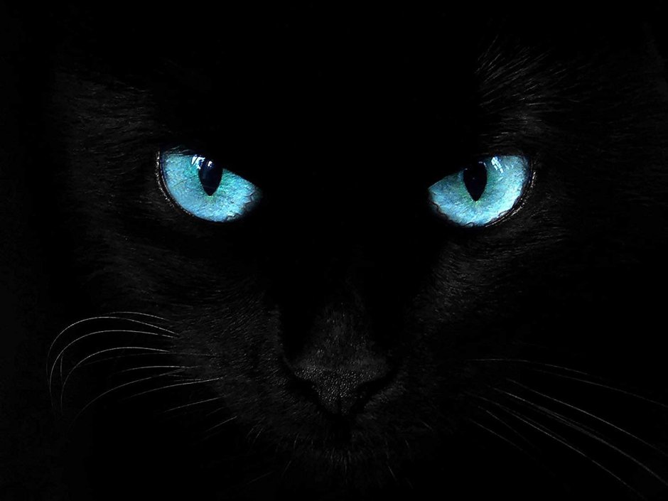 Кошачьи черная кошка глаза закрытые PNG