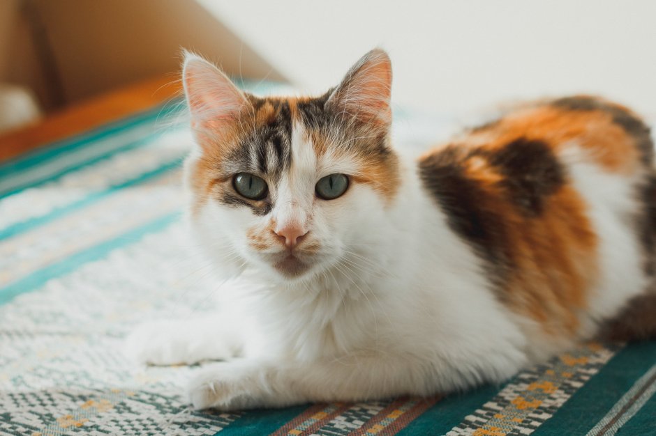 Трехцветные кошки Калико