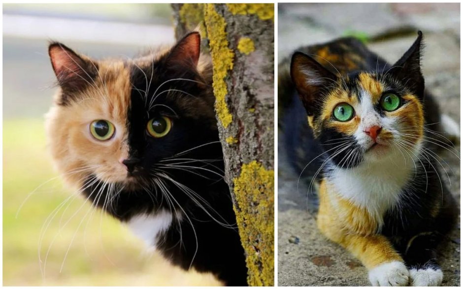 Котята четырехцветные
