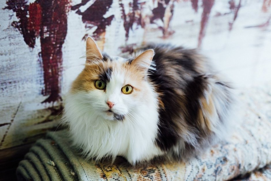 Сибирская кошка трехцветная