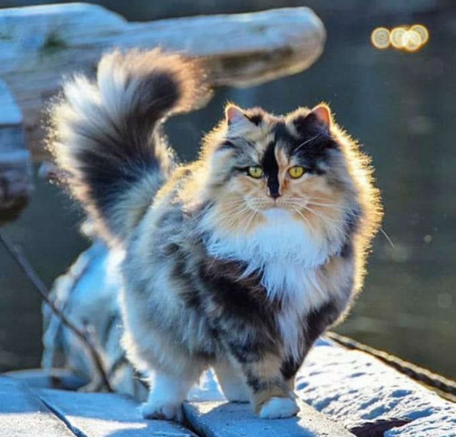 Сибирская трехшерстная кошка