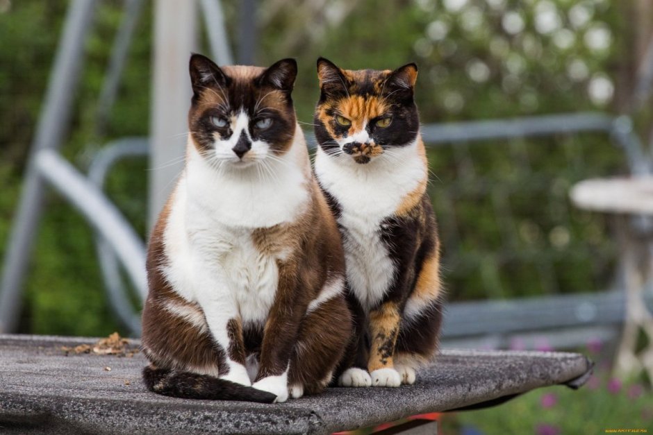 Трёхцветная кошка