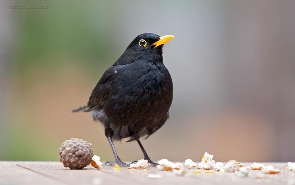Черная птичка с желтым клювом в Ленинградской области