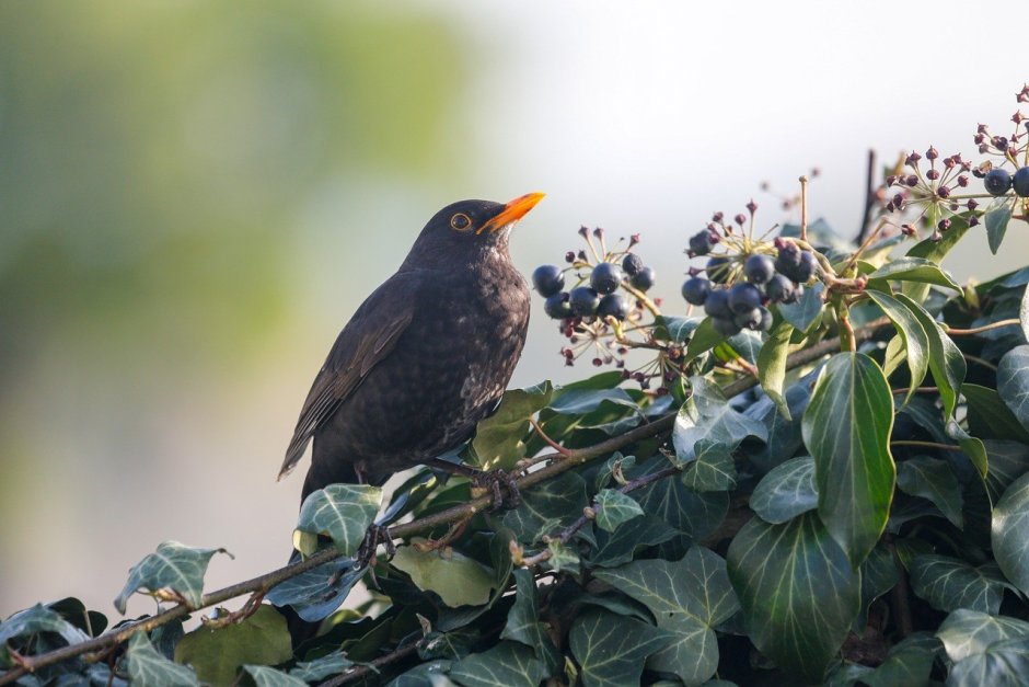 Игуирро птица Дрозд