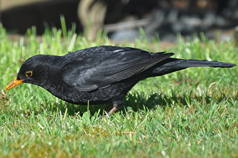 Дрозд чёрный в крапинку