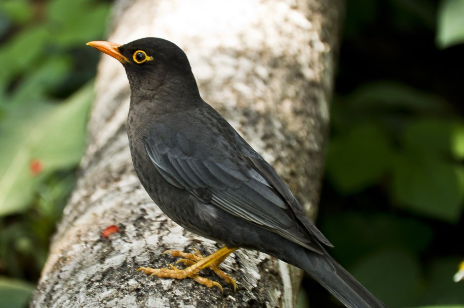 Желтоклювый Дрозд