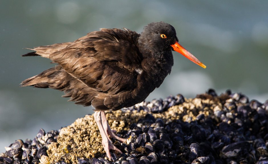 Черный Кулик с красным клювом водоплавающая