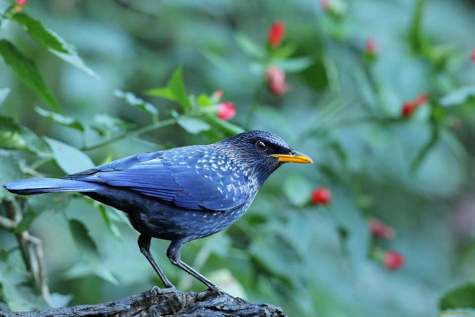 Синяя птица лиловый Дрозд