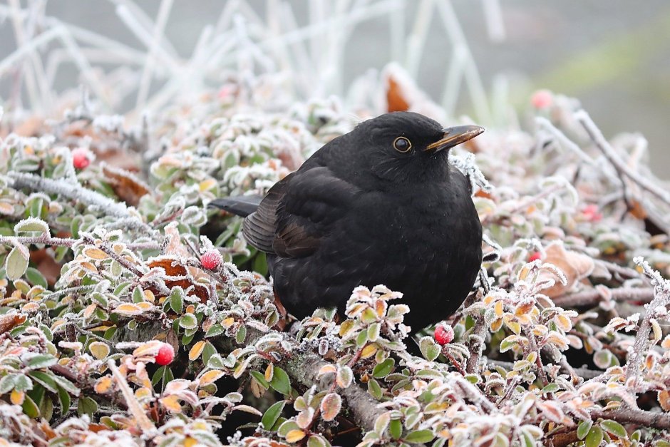 Чёрный Дрозд (лат. Turdus Merula)