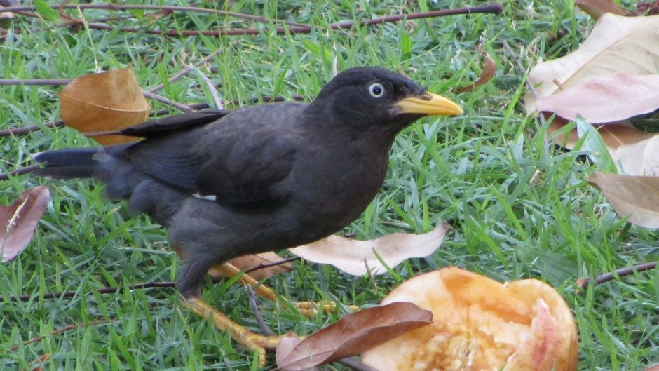 Коричневая птица с черными крыльями