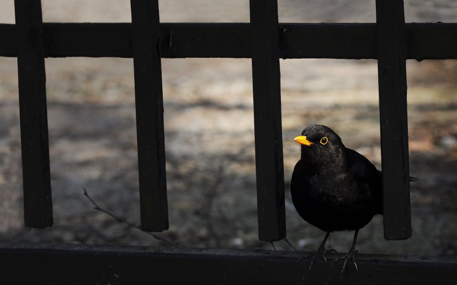 Черная птица фото