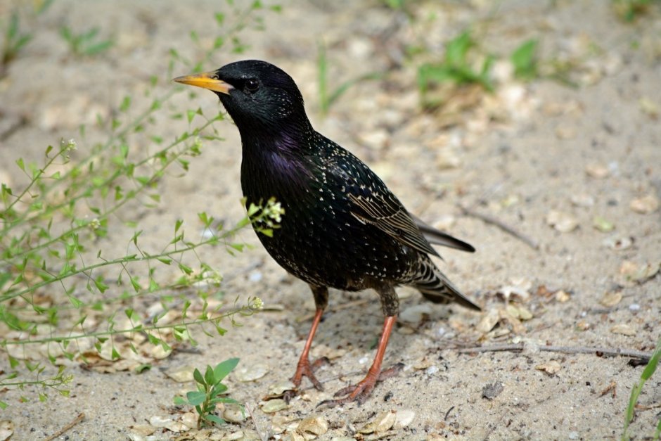 Дрозд чёрный в крапинку