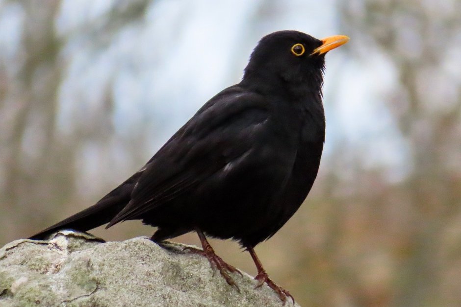 Белогрудый Дрозд