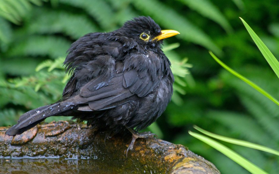 Слеток черного дрозда