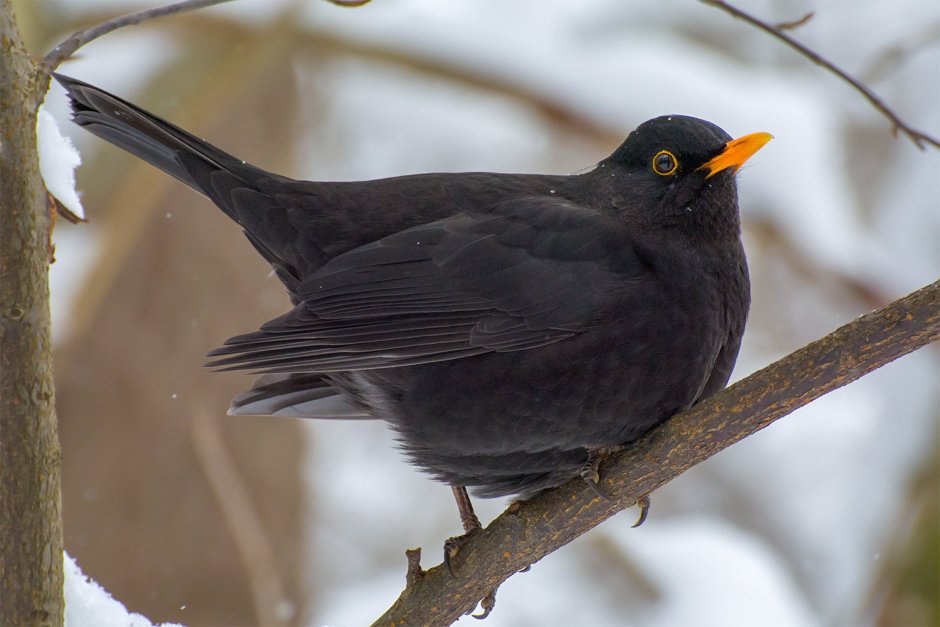 Черный Дрозд Дрозд