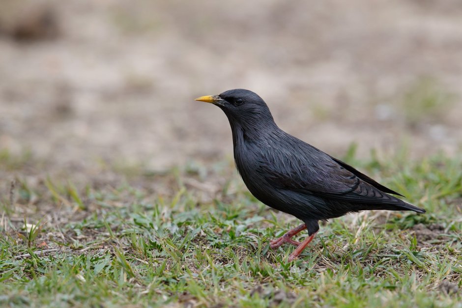 Чёрный скворец