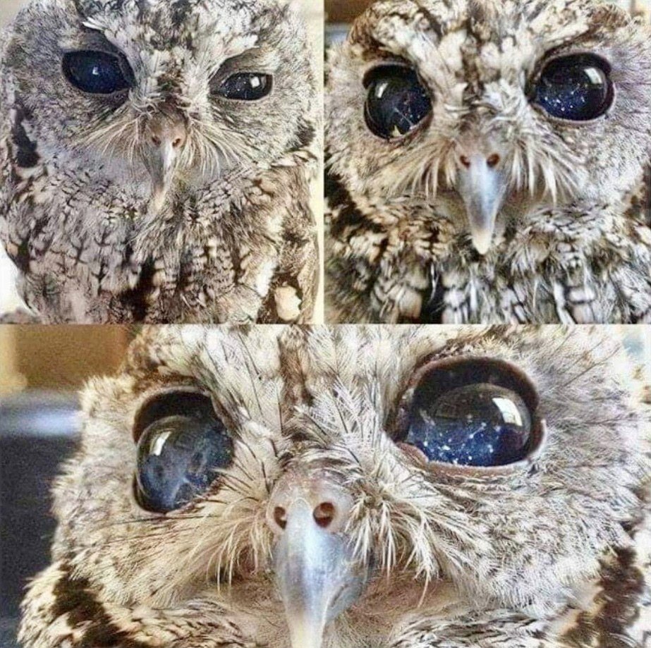 Сова с глазами космос