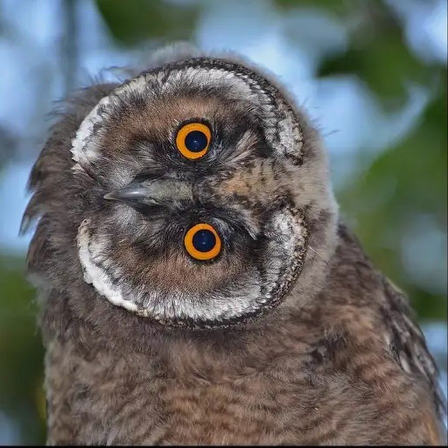 Совиные брови