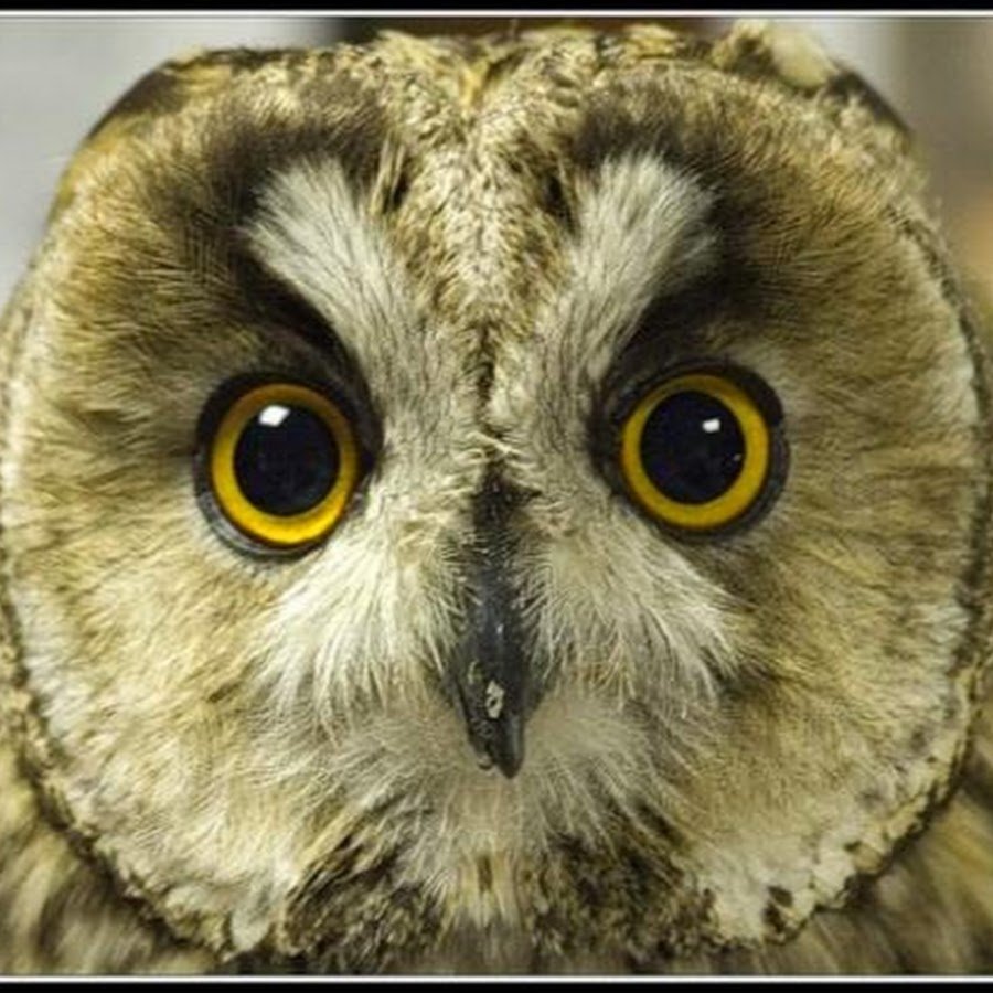 Сова с бровями