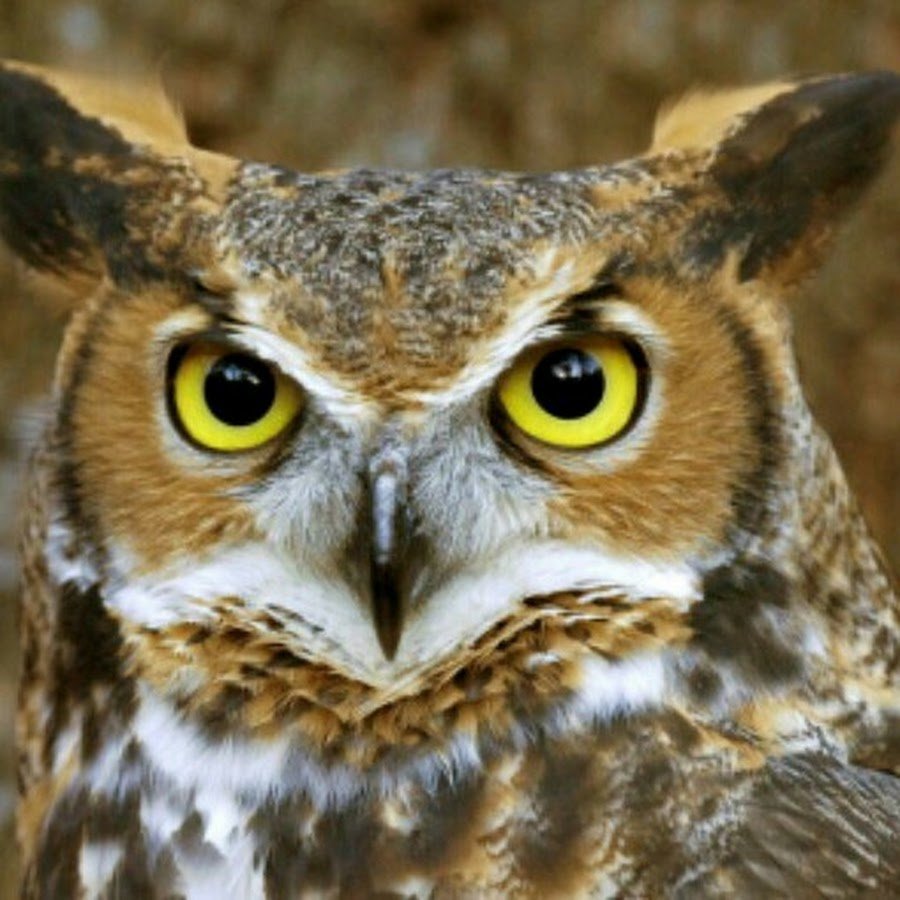 Сова наклонила голову