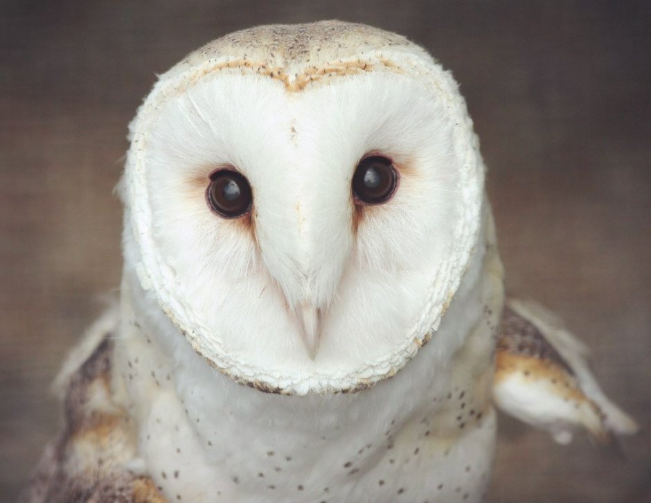 Сипуха мемы