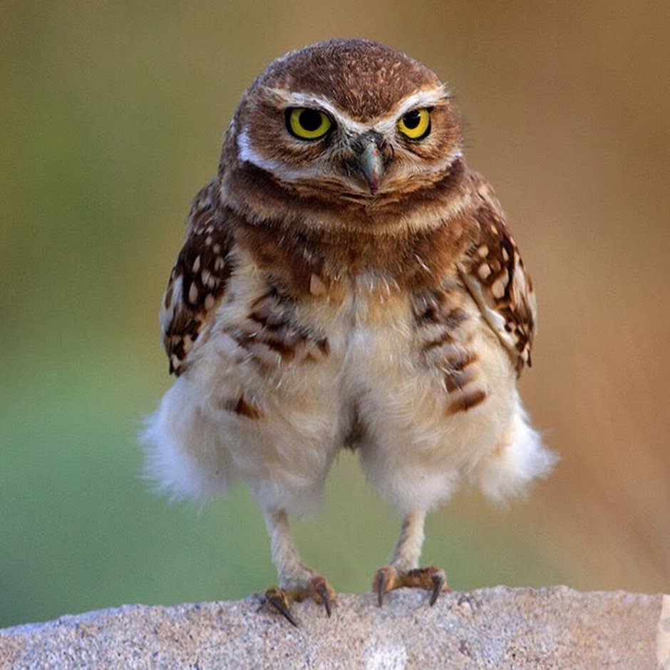 Конец пятницы картинки прикольные Сова