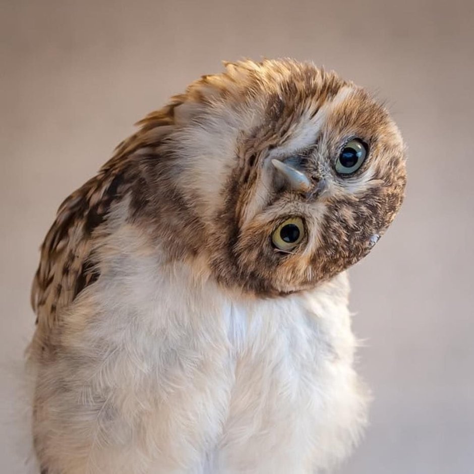 Сова Капуша