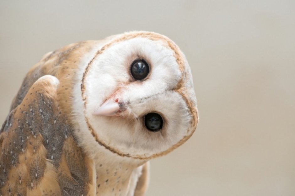 Филин Сыч сипуха