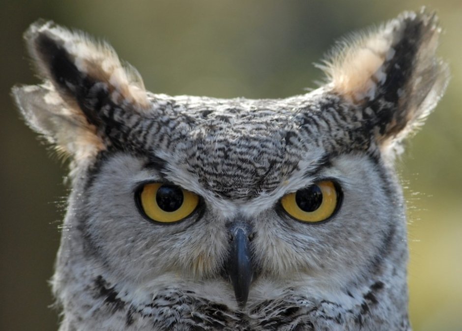 Филин Филинович