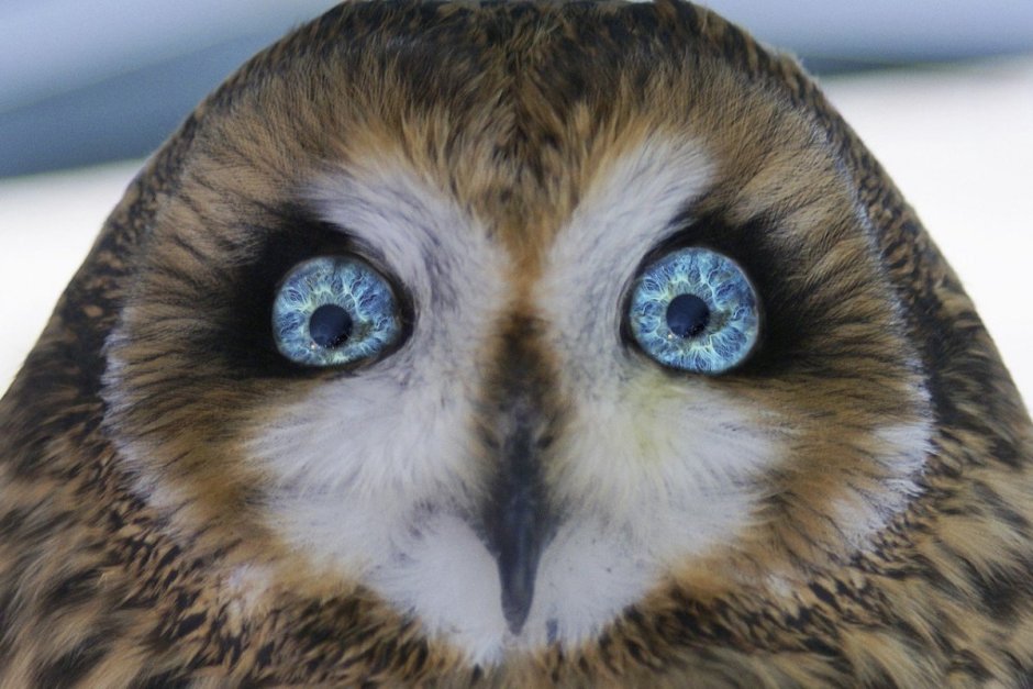 Голубоглазый Филин