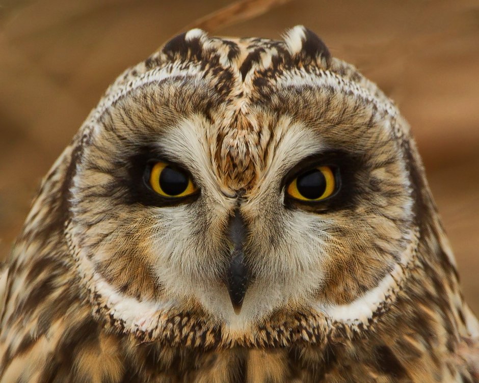 Некрасивая Сова