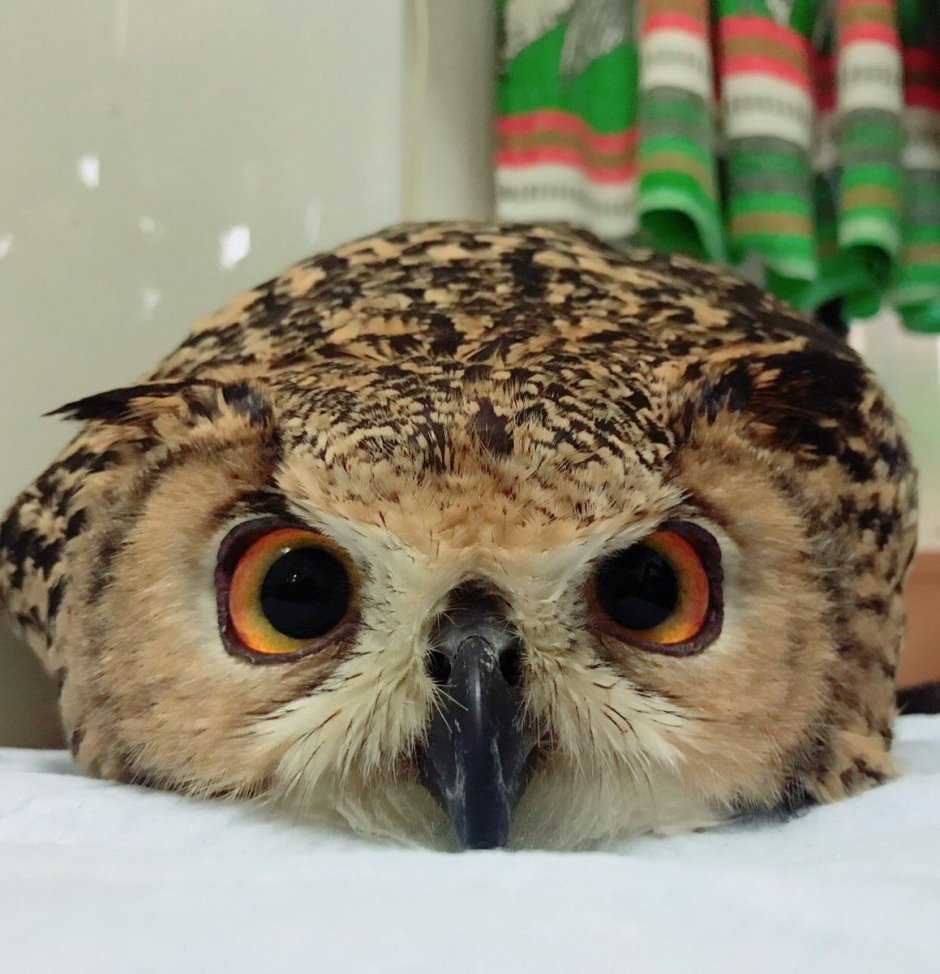 Пучеглазая Сова