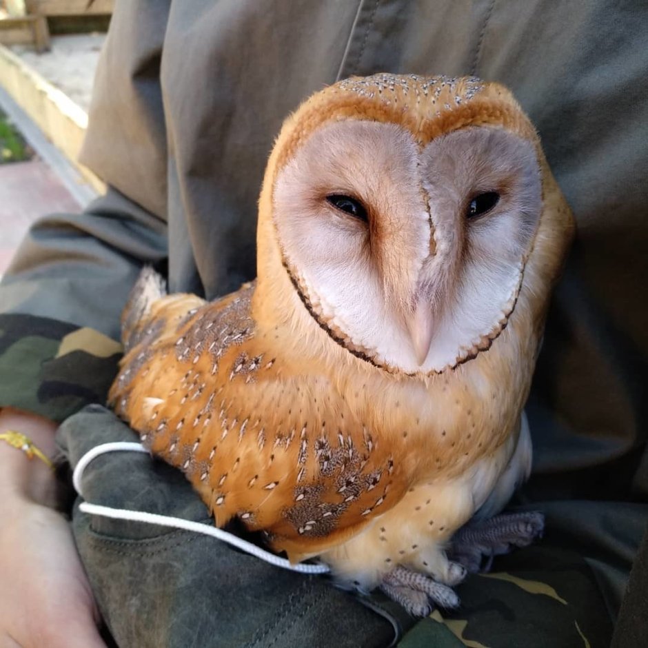 Сова с плоским лицом