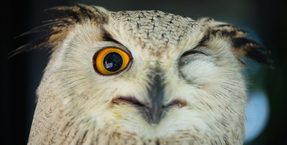 Сова Грозный взгляд