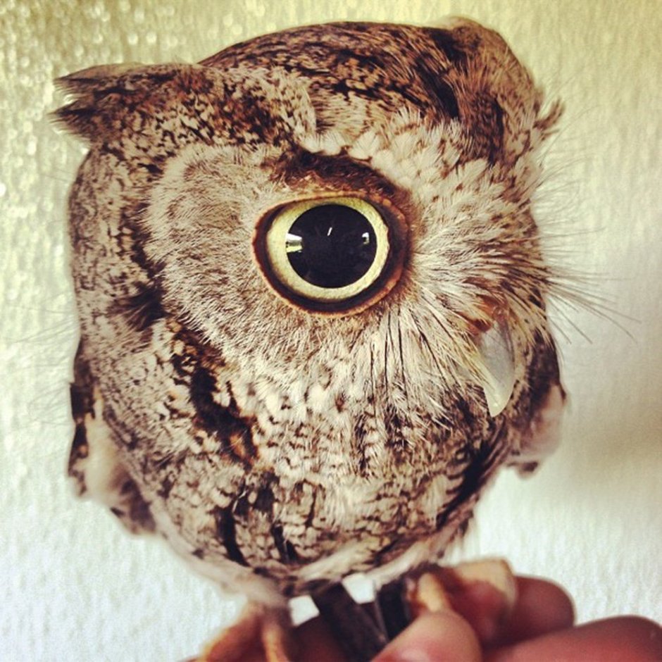 Сова Flat Design