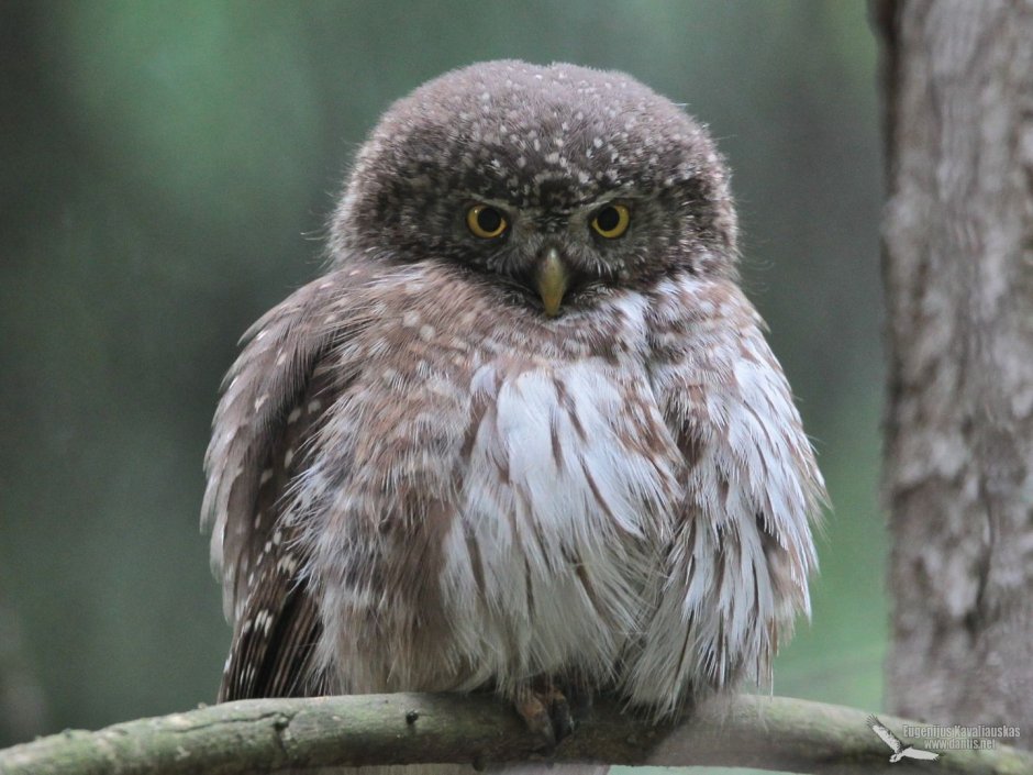 Смайлики Совушка